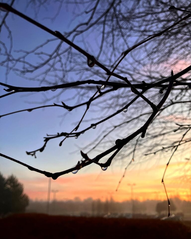 Bare branches silhouetted against a pink and blue evening sky