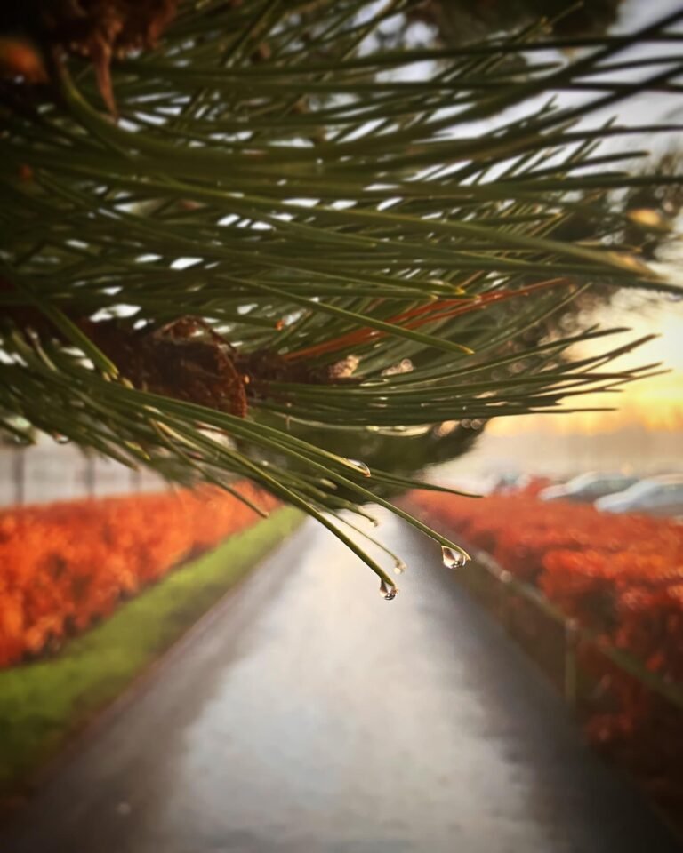 Raindrops on pine needles above a wet road at dusk