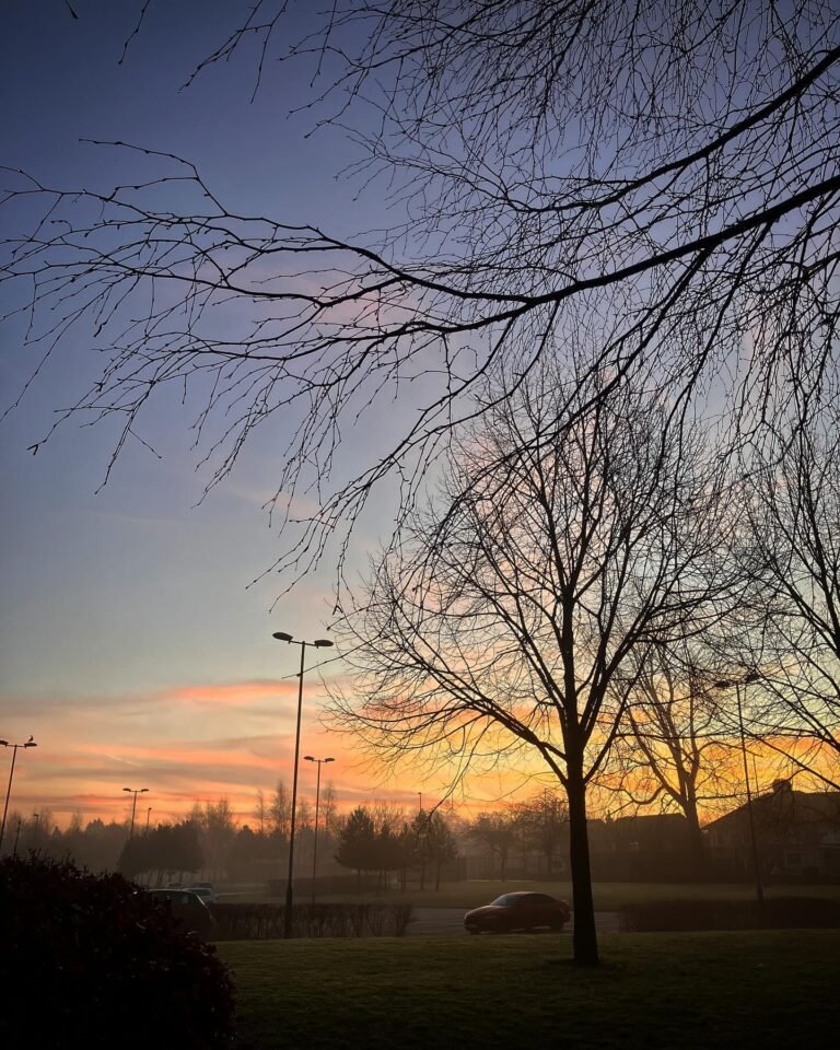 Bare trees silhouetted against an orange sunset