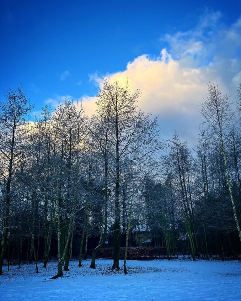 Snow-covered park with tall bare trees under a blue sky