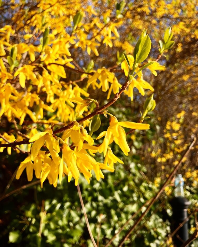 Bright yellow forsythia flowers in sunshine