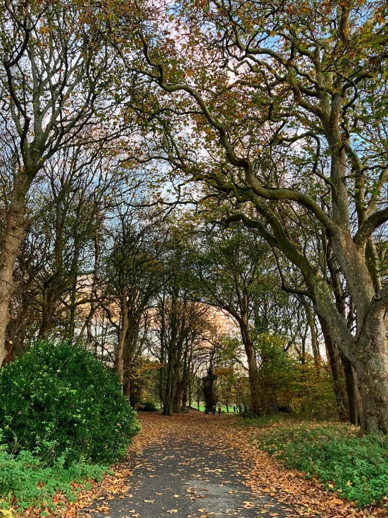 A footpath under arching trees in early autumn