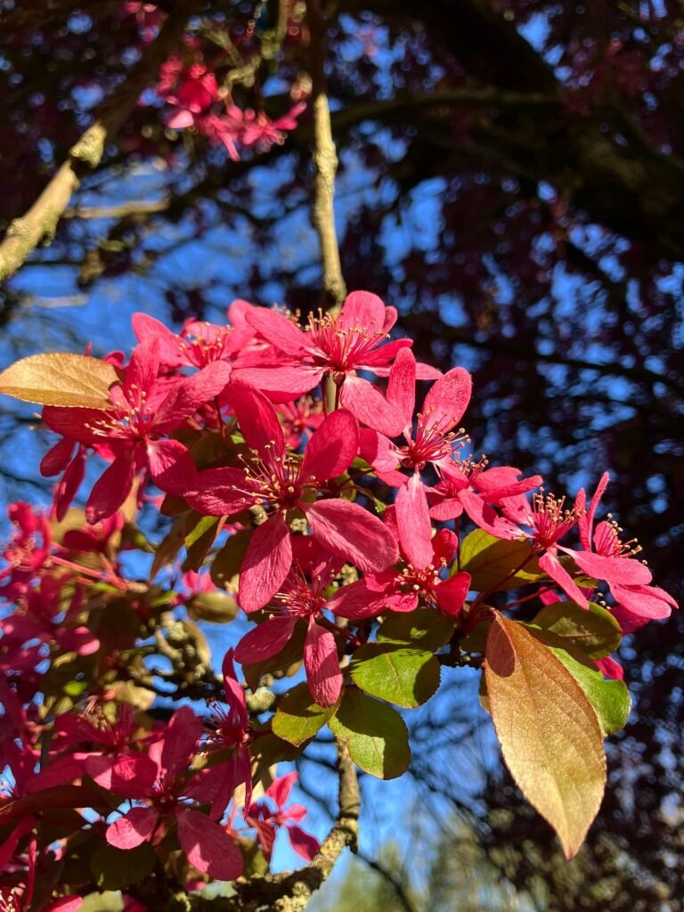 Close-up of deep pink blossom against blue sky