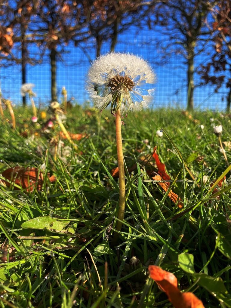 A dandelion clock standing in long grass under a blue sky